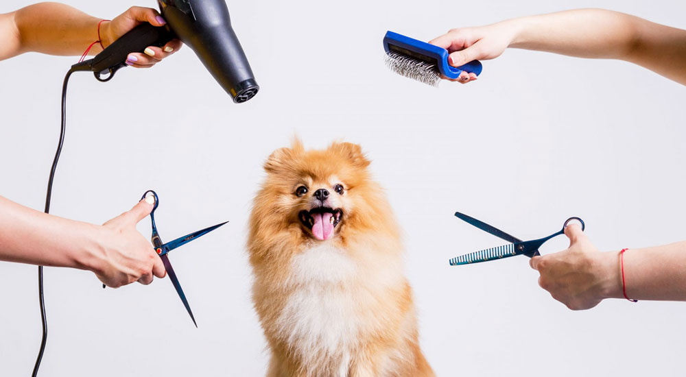 Nazilli’de Sevgi ve Uzmanlıkla Şekillenen Bakım: Pawlife Pet Kuaför ve Melek Öz’ün Başarı Hikayesi!